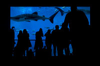 11, Animal (Atlanta Aquarium)